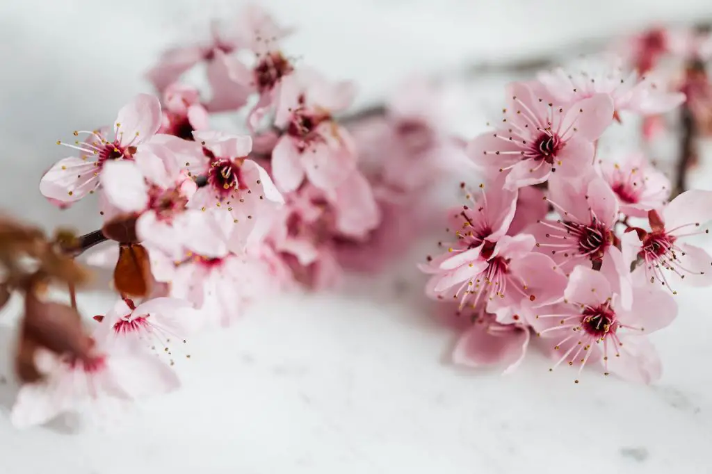 Flower Photoshoot at Home