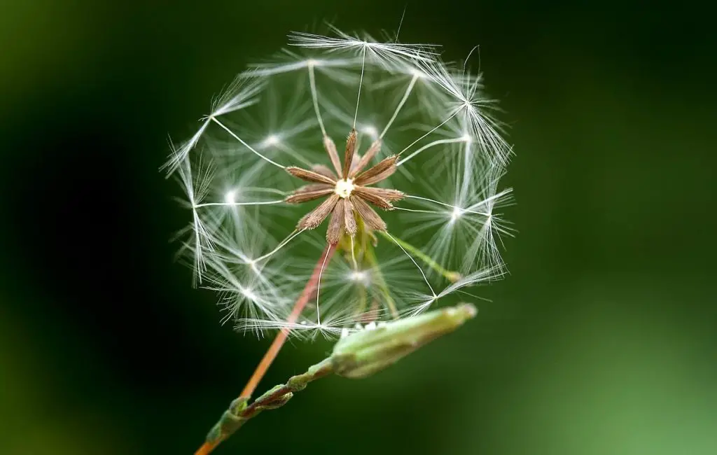 Macro Photography