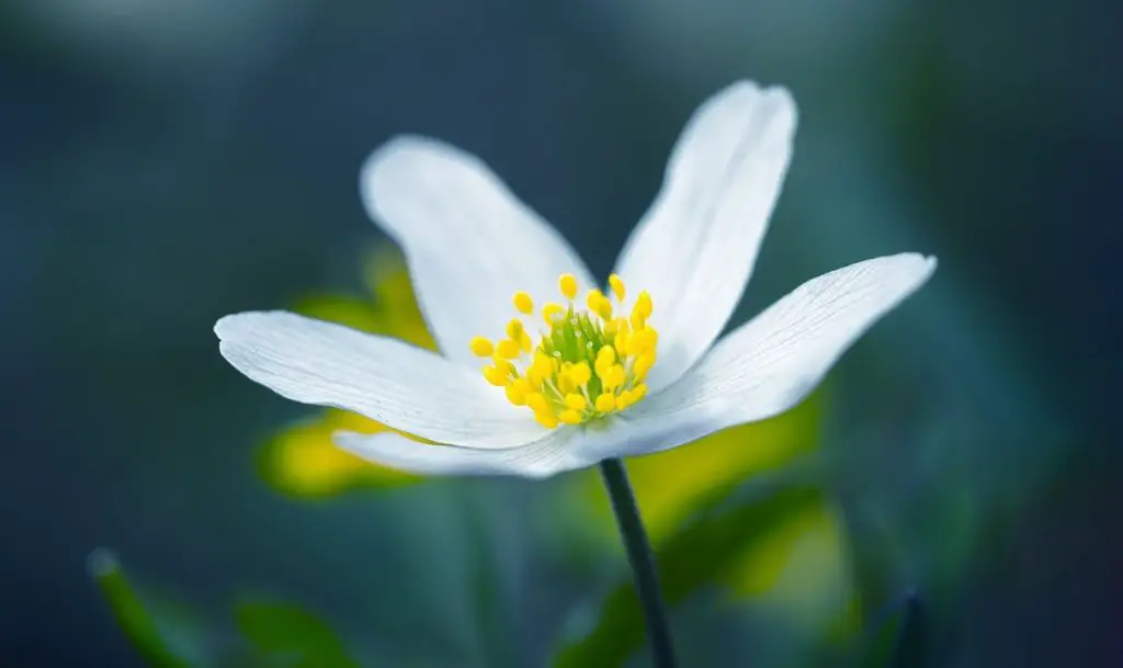 Micro Photography Flowers