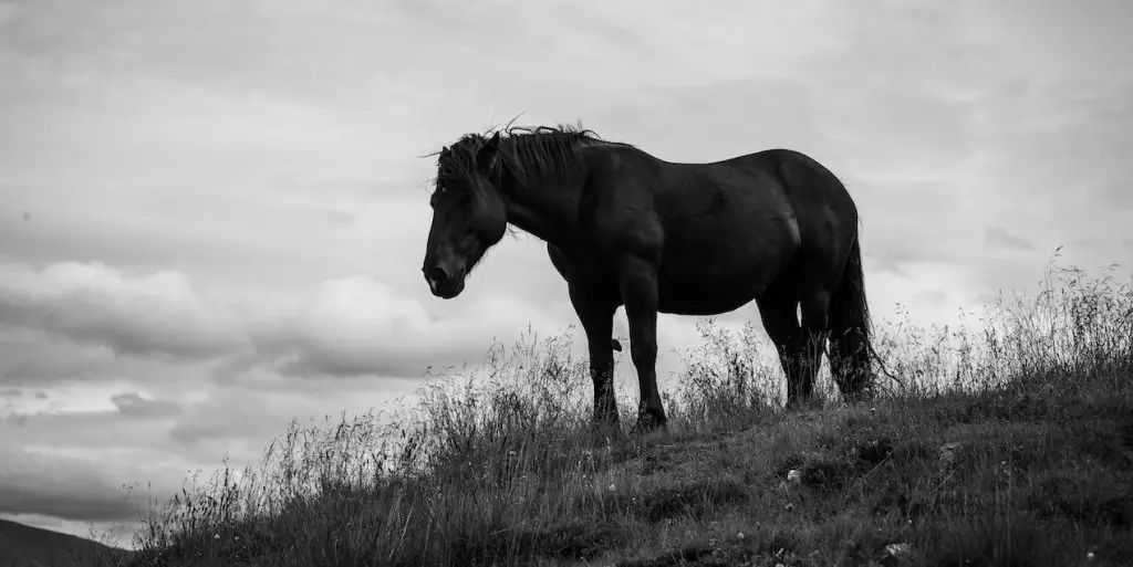 Horse black and white photography