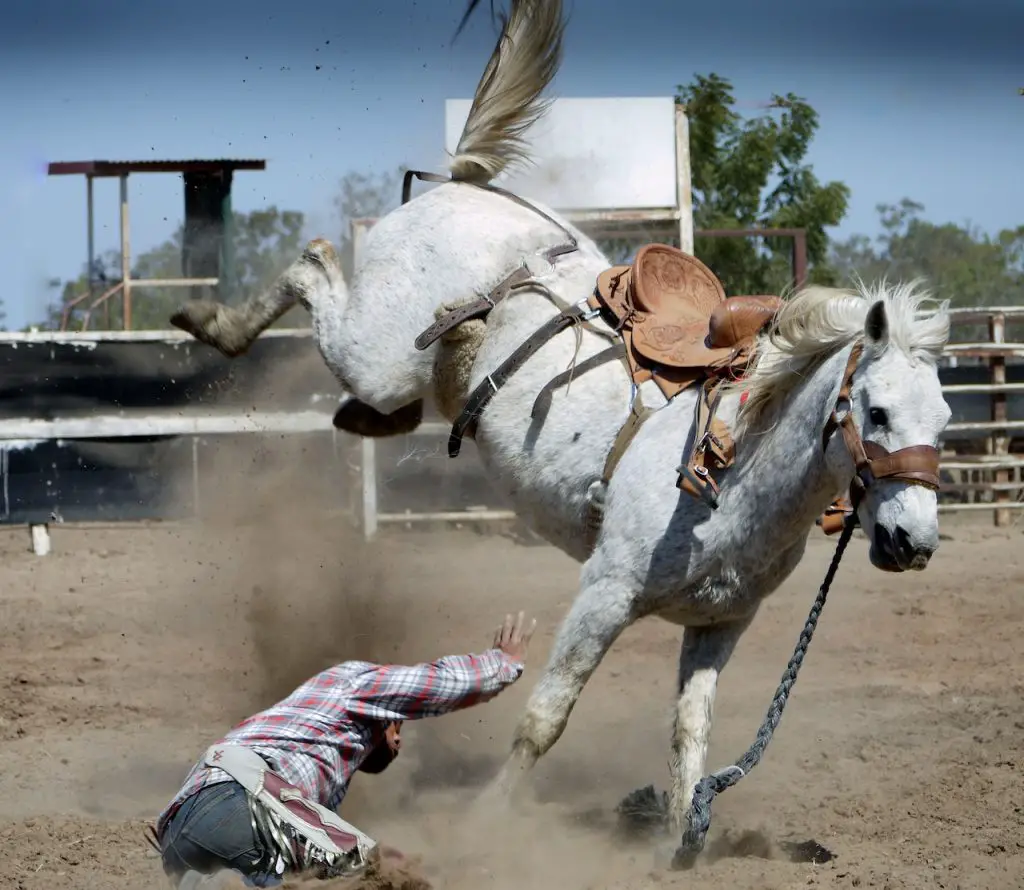 Unusual horse poses